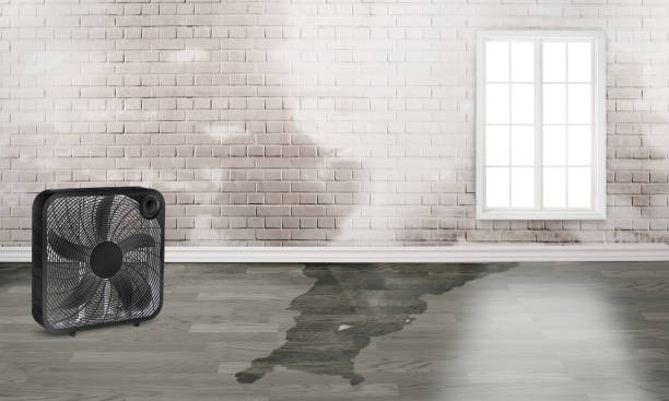 Best Professional water damage repair  in Roscoe, IL